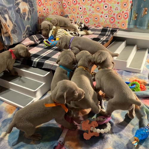 www.barrettweimaraners.com_Pax-Luna_2021-09-20_Day_23_04