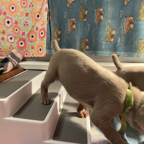 www.barrettweimaraners.com_Pax-Luna_2021-09-20_Day_23_05
