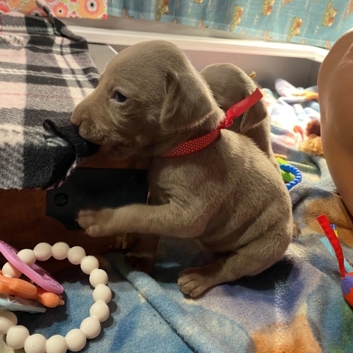 www.barrettweimaraners.com_Pax-Luna_2021-09-20_Day_23_06