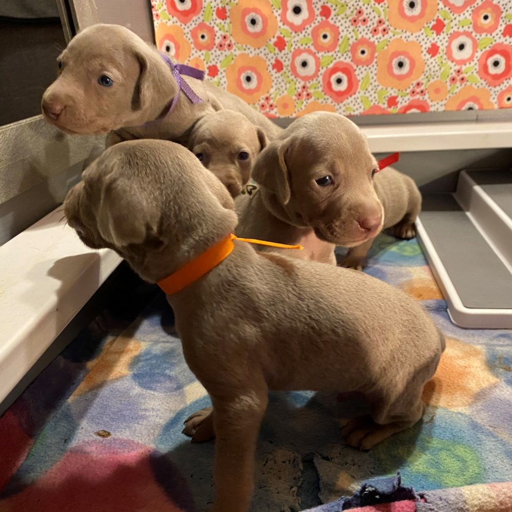 www.barrettweimaraners.com_Pax-Luna_2021-09-20_Day_23_07