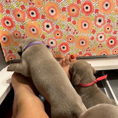 www.barrettweimaraners.com_Pax-Luna_2021-09-20_Day_23_08
