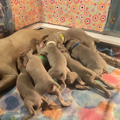 www.barrettweimaraners.com_Pax-Luna_2021-09-22_Day_25_01