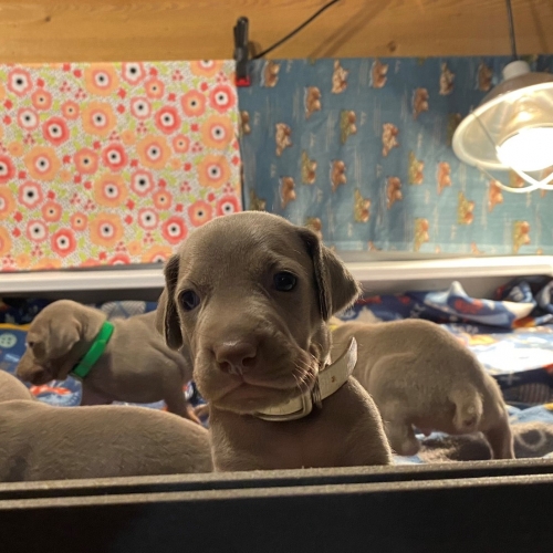 www.barrettweimaraners.com_Pax-Luna_2021-09-22_Day_25_02