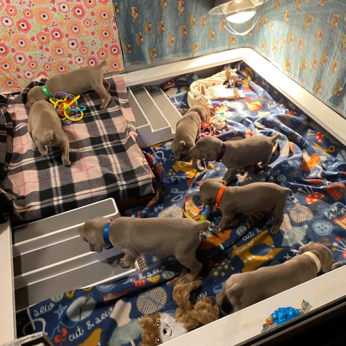 www.barrettweimaraners.com_Pax-Luna_2021-09-22_Day_25_03