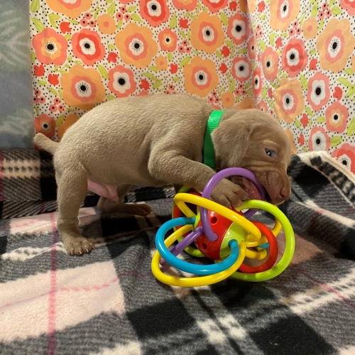 www.barrettweimaraners.com_Pax-Luna_2021-09-22_Day_25_04