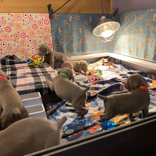 www.barrettweimaraners.com_Pax-Luna_2021-09-22_Day_25_05