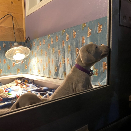 www.barrettweimaraners.com_Pax-Luna_2021-09-22_Day_25_06