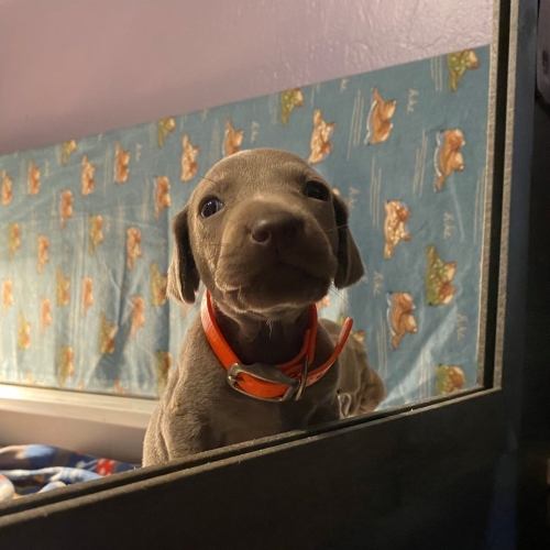 www.barrettweimaraners.com_Pax-Luna_2021-09-22_Day_25_07