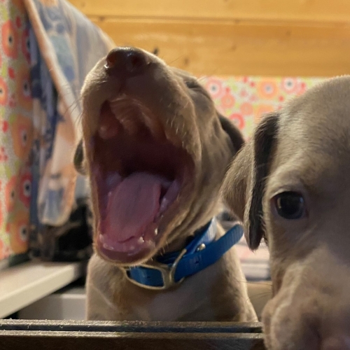 www.barrettweimaraners.com_Pax-Luna_2021-09-22_Day_25_08