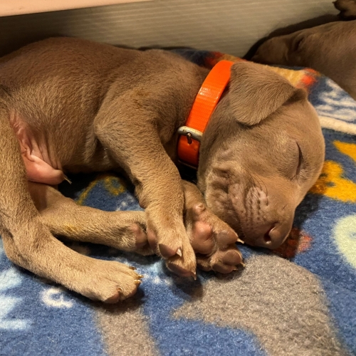 www.barrettweimaraners.com_Pax-Luna_2021-09-22_Day_25_09