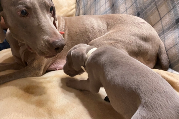 www.barrettweimaraners.com_Pax-Luna_2021-09-29_Day_32_02