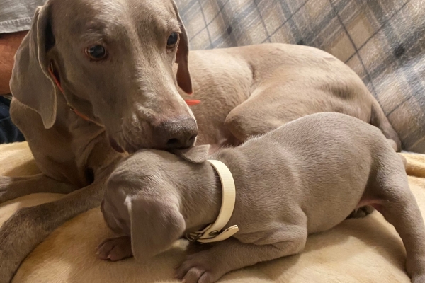 www.barrettweimaraners.com_Pax-Luna_2021-09-29_Day_32_03