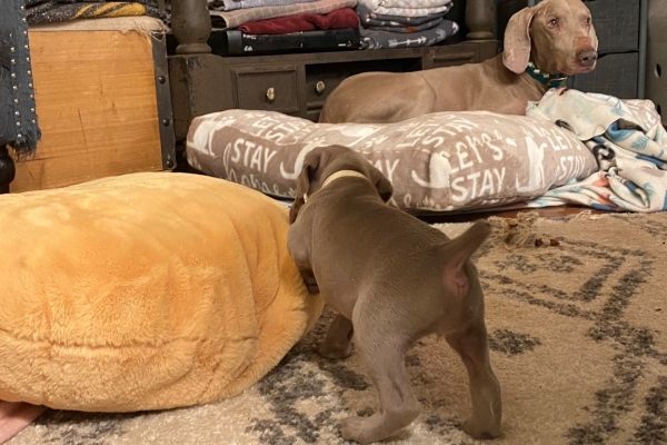 www.barrettweimaraners.com_Pax-Luna_2021-09-29_Day_32_04