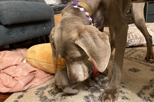 www.barrettweimaraners.com_Pax-Luna_2021-09-29_Day_32_05