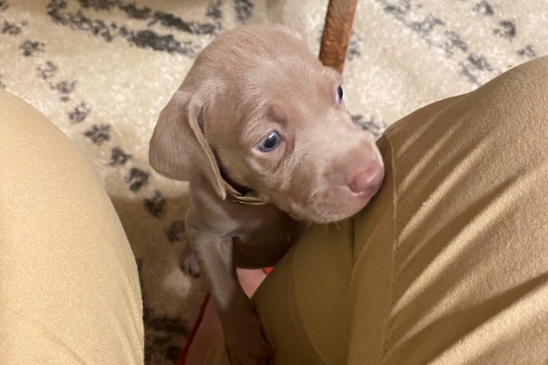 www.barrettweimaraners.com_Pax-Luna_2021-09-29_Day_32_06