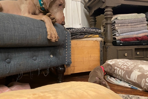 www.barrettweimaraners.com_Pax-Luna_2021-09-29_Day_32_07