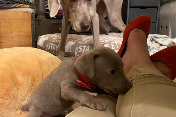 www.barrettweimaraners.com_Pax-Luna_2021-09-29_Day_32_08