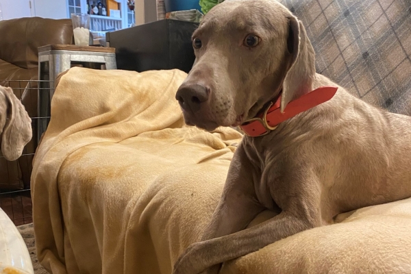 www.barrettweimaraners.com_Pax-Luna_2021-09-29_Day_32_09
