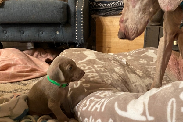 www.barrettweimaraners.com_Pax-Luna_2021-09-29_Day_32_10