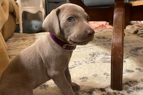 www.barrettweimaraners.com_Pax-Luna_2021-09-29_Day_32_12
