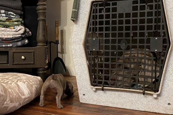 www.barrettweimaraners.com_Pax-Luna_2021-09-29_Day_32_13