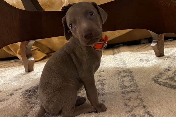 www.barrettweimaraners.com_Pax-Luna_2021-09-29_Day_32_14