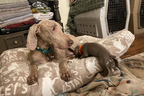 www.barrettweimaraners.com_Pax-Luna_2021-09-29_Day_32_15