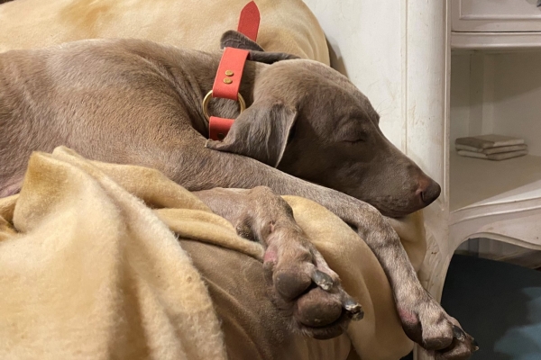 www.barrettweimaraners.com_Pax-Luna_2021-09-29_Day_32_16