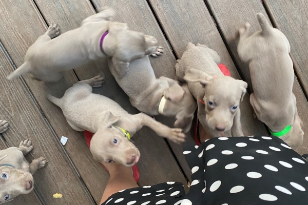 www.barrettweimaraners.com_Pax-Luna_2021-10-06_Day_39_02