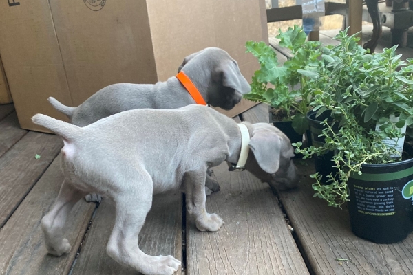 www.barrettweimaraners.com_Pax-Luna_2021-10-06_Day_39_03