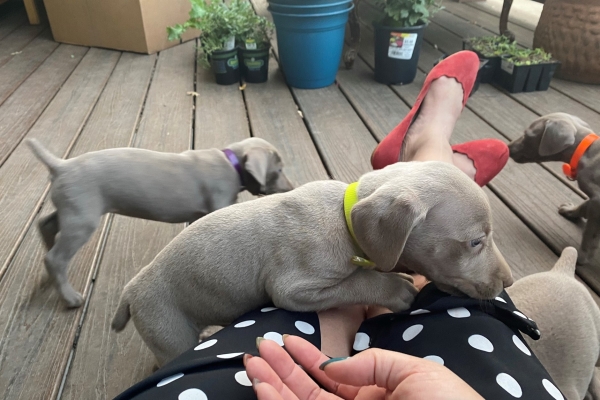 www.barrettweimaraners.com_Pax-Luna_2021-10-06_Day_39_04