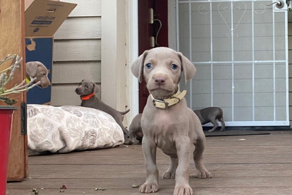 www.barrettweimaraners.com_Pax-Luna_2021-10-06_Day_39_06