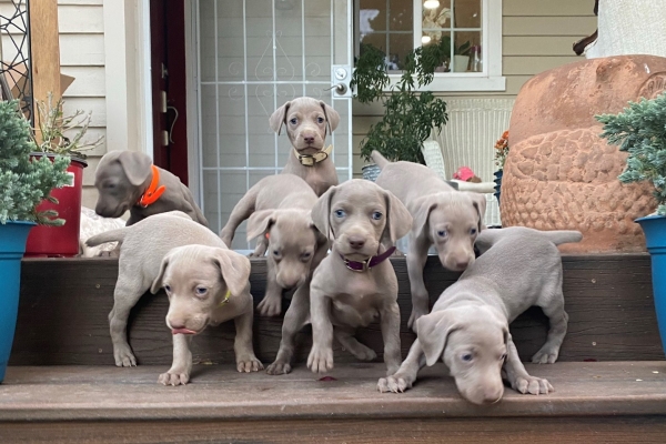 www.barrettweimaraners.com_Pax-Luna_2021-10-06_Day_39_07