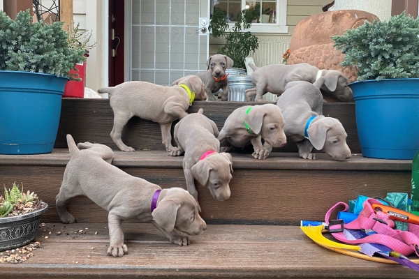 www.barrettweimaraners.com_Pax-Luna_2021-10-06_Day_39_08