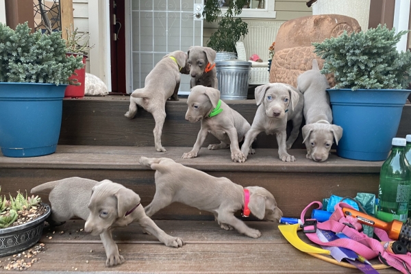 www.barrettweimaraners.com_Pax-Luna_2021-10-06_Day_39_09