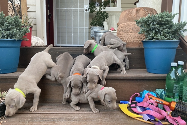 www.barrettweimaraners.com_Pax-Luna_2021-10-06_Day_39_10