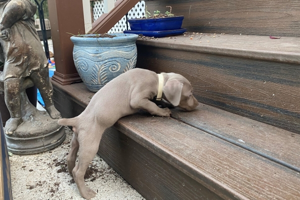 www.barrettweimaraners.com_Pax-Luna_2021-10-06_Day_39_11