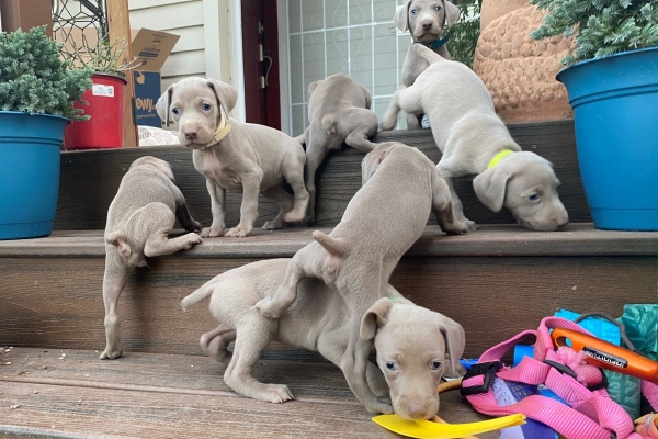 www.barrettweimaraners.com_Pax-Luna_2021-10-06_Day_39_12