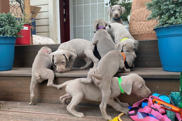 www.barrettweimaraners.com_Pax-Luna_2021-10-06_Day_39_13