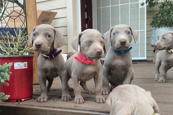 www.barrettweimaraners.com_Pax-Luna_2021-10-06_Day_39_14