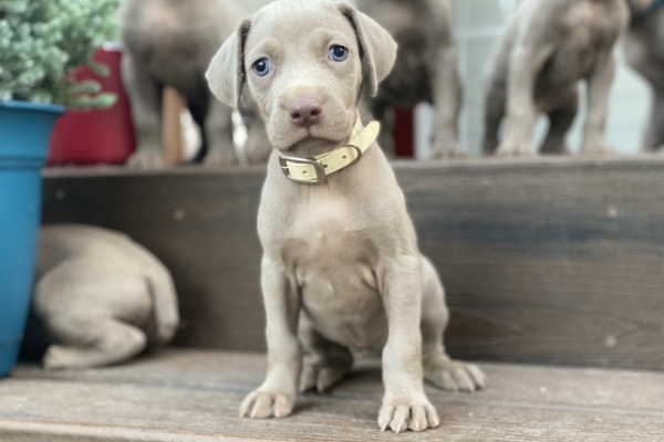 www.barrettweimaraners.com_Pax-Luna_2021-10-06_Day_39_15