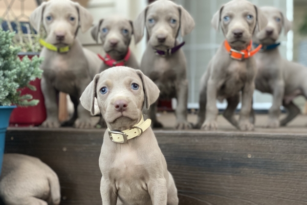 www.barrettweimaraners.com_Pax-Luna_2021-10-06_Day_39_16
