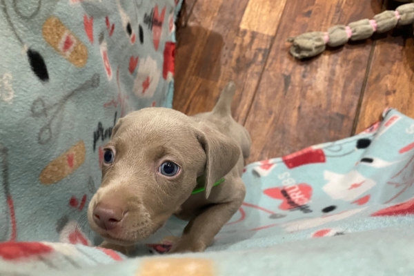 www.barrettweimaraners.com_Pax-Luna_2021-10-06_Day_39_17