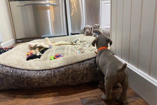 www.barrettweimaraners.com_Pax-Luna_2021-10-06_Day_39_18