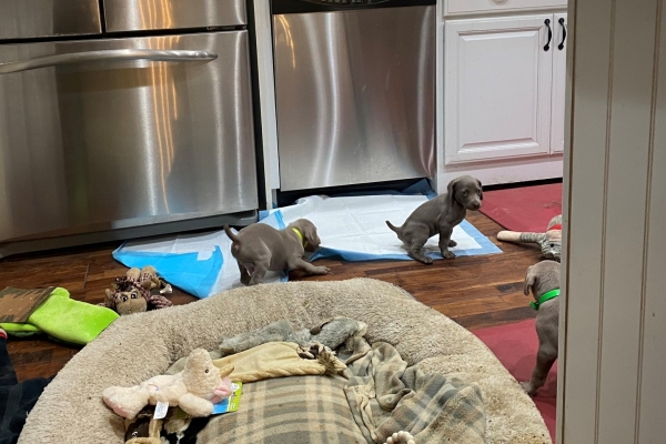 www.barrettweimaraners.com_Pax-Luna_2021-10-06_Day_39_19