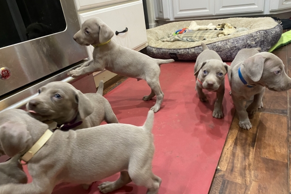 www.barrettweimaraners.com_Pax-Luna_2021-10-06_Day_39_20