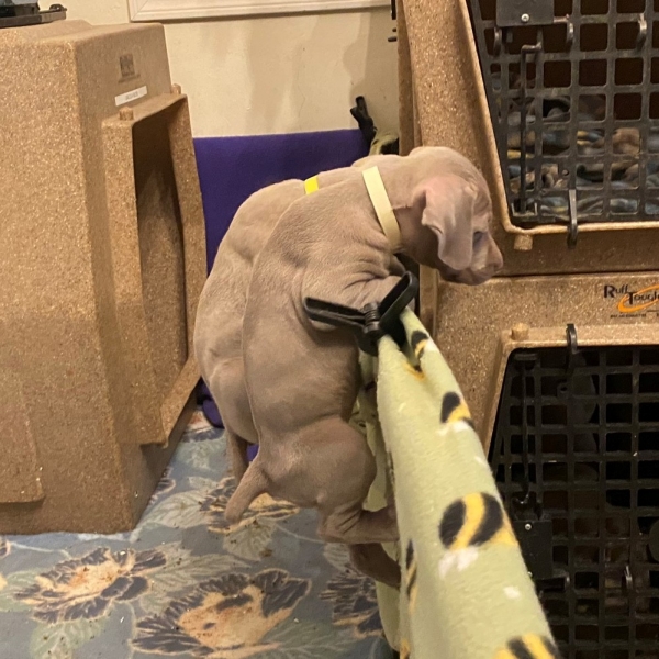 www.barrettweimaraners.com_Pax-Luna_2021-10-11_Day_44_02