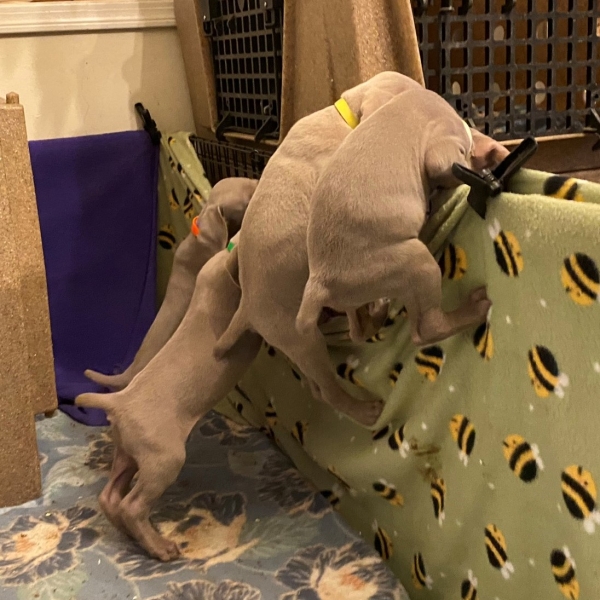 www.barrettweimaraners.com_Pax-Luna_2021-10-11_Day_44_03