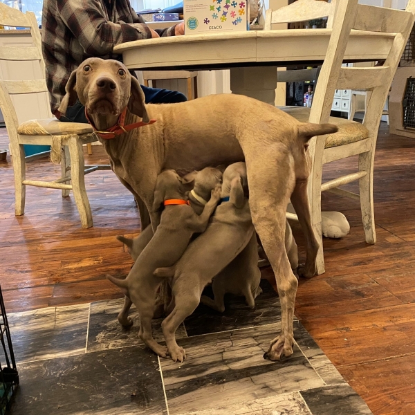 www.barrettweimaraners.com_Pax-Luna_2021-10-11_Day_44_04