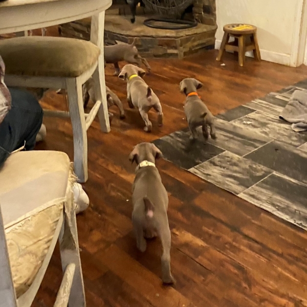 www.barrettweimaraners.com_Pax-Luna_2021-10-11_Day_44_05